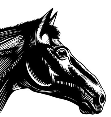 Horse head clipart