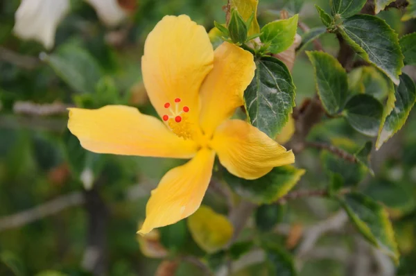 Stock image An yellow flower