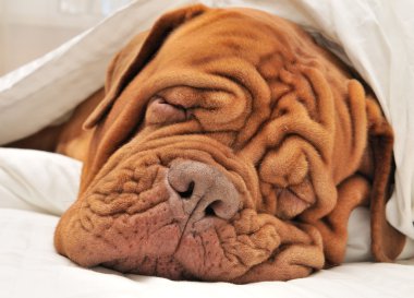 dogue de bordeaux aile