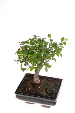 Bonsai Ağacı