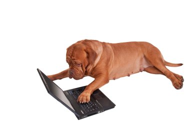 Working dog clipart