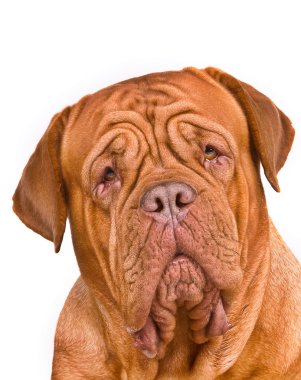 Dogue de Bordeaux Portrait clipart