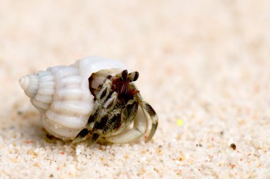 Hermit crab on a sandy beach clipart