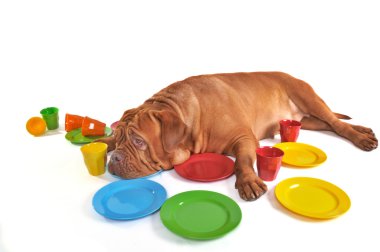 Dog lying among Plates and Cups clipart