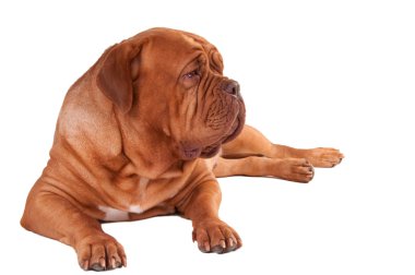 Wrinckled dog clipart