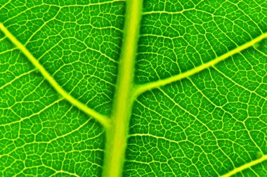A leaf's veiny texture clipart