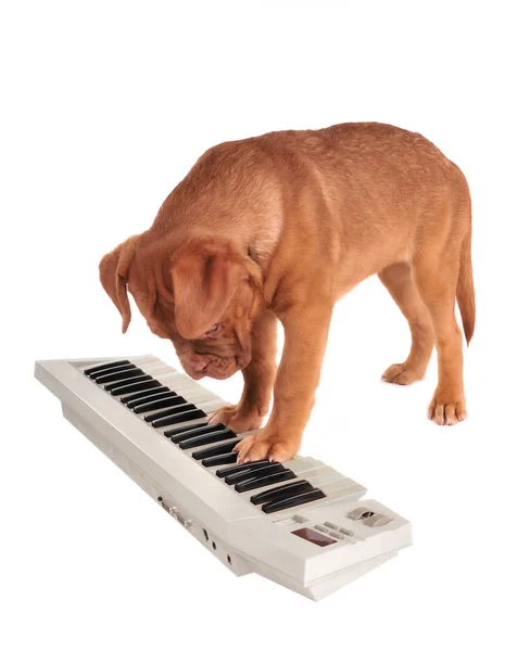 Cachorro tocando piano eléctrico — Foto de Stock