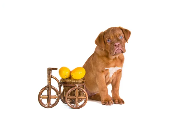 Filhote de cachorro com carrinho — Fotografia de Stock