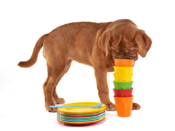 Curioso cachorro olfateando pila de tazas —  Fotos de Stock