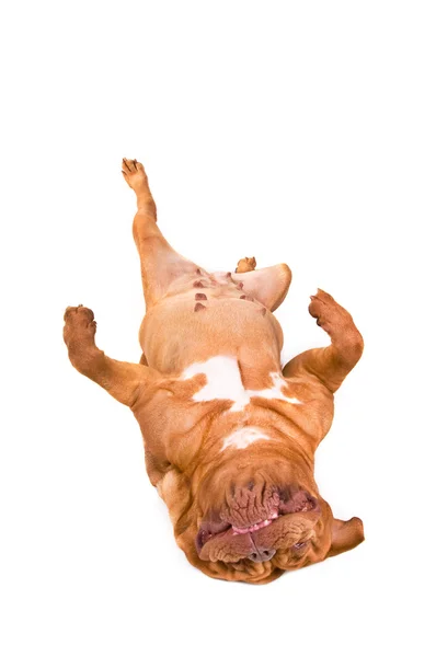 Собака лежа на спине — стоковое фото