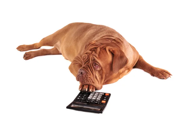 Pies z kalkulatorem — Zdjęcie stockowe
