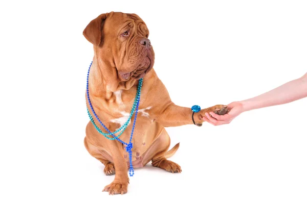 Vacker hund bär halsband handahake — Stockfoto