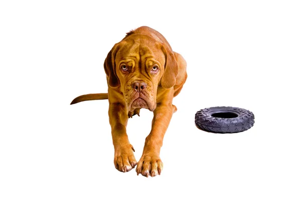 Franse mastiff pup — Stockfoto