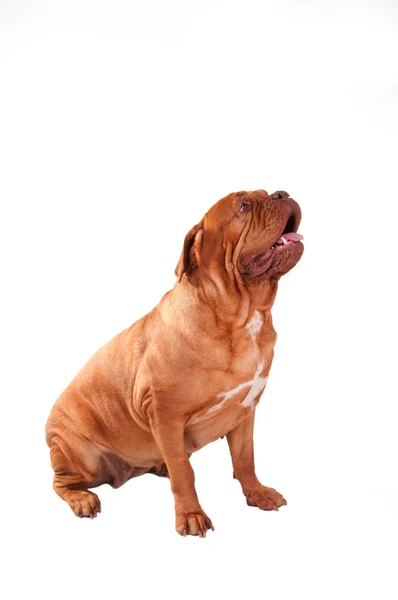 Wrinckled köpek — Stok fotoğraf
