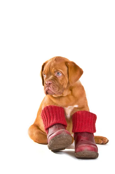 Puppy in schoenen — Stockfoto