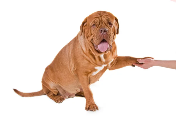 Pies uścisk dłoni — Zdjęcie stockowe