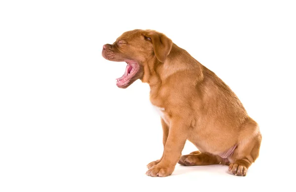 Cachorrinho bocejando em voz alta — Fotografia de Stock