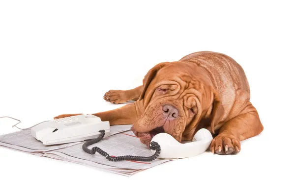 Telefonda tartışırken köpek — Stok fotoğraf