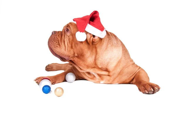 Ładny pies gotowy na święto Bożego Narodzenia — Zdjęcie stockowe
