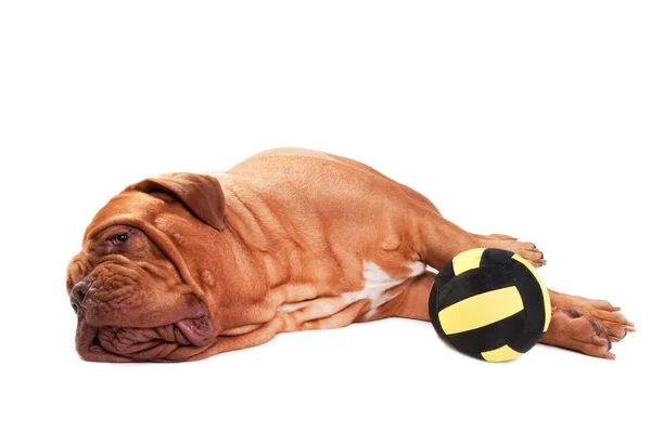 Pies zmęczony gry — Zdjęcie stockowe