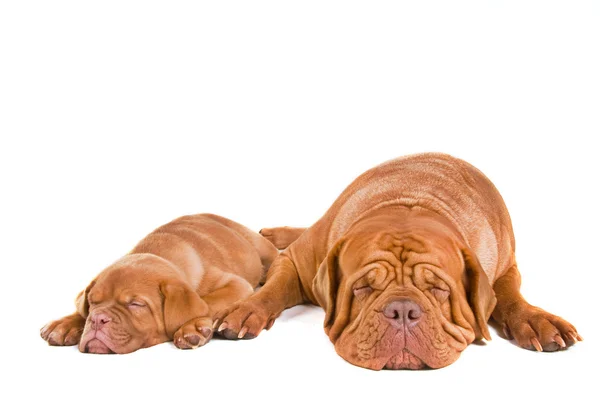 2 つの犬の睡眠 — ストック写真