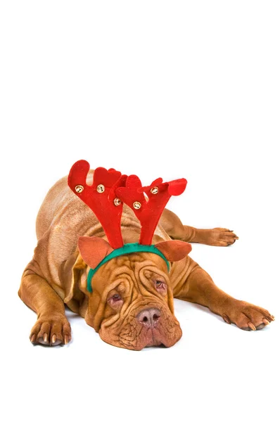 Rudolph die Bordeauxdogge — Stockfoto