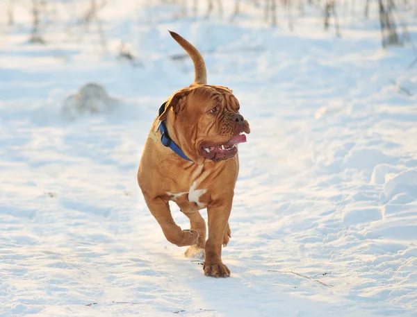 Bordeauxdog wandelen — Stockfoto