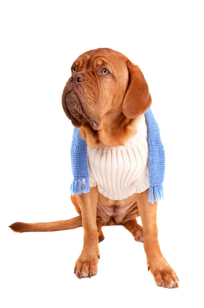 Hund de bordeaux mit Sweatshirt und Schal — Stockfoto