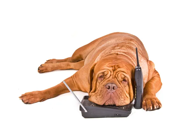 Unavený pes telefonních hovorů — Stock fotografie