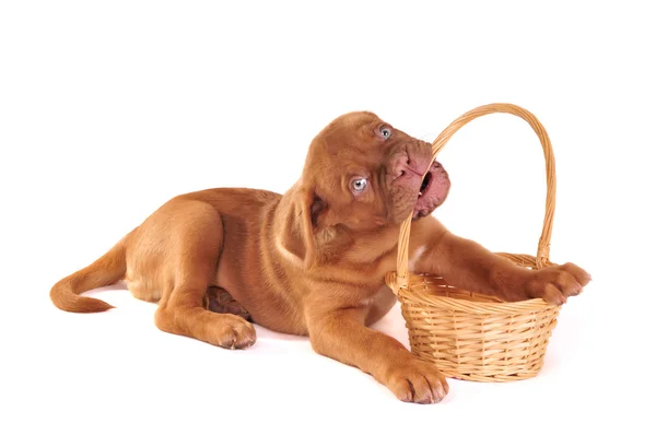 Puppy Playing with Basket — Stock Photo, Image