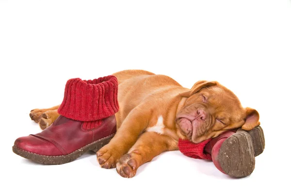 Filhote de cachorro dormindo em botas de inverno — Fotografia de Stock