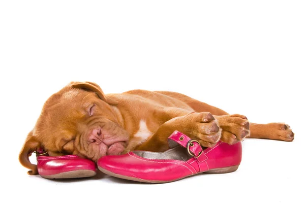 Valp sova i kvinnligt skor — Stockfoto