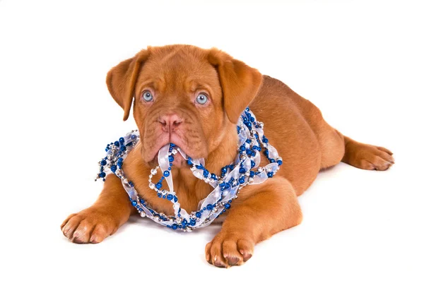 Cachorro de ojos azules —  Fotos de Stock
