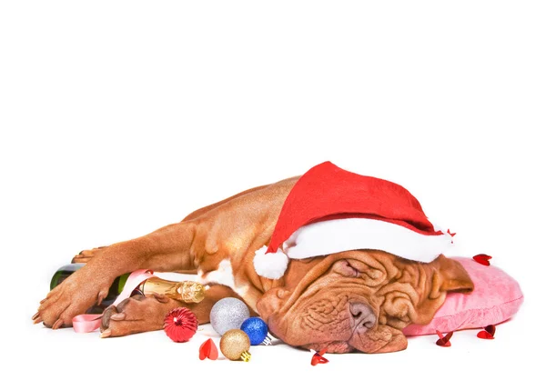 Santa hund sova — Stockfoto