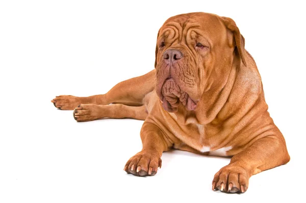 Duży pies na służbie — Zdjęcie stockowe