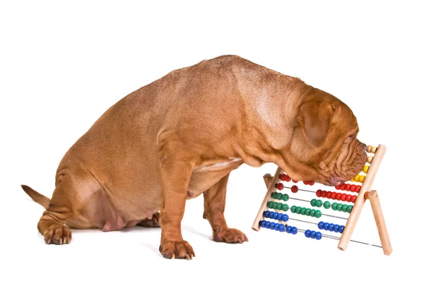Pies rachunkowości — Zdjęcie stockowe