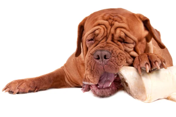 Cão bonito mastigar um osso — Fotografia de Stock
