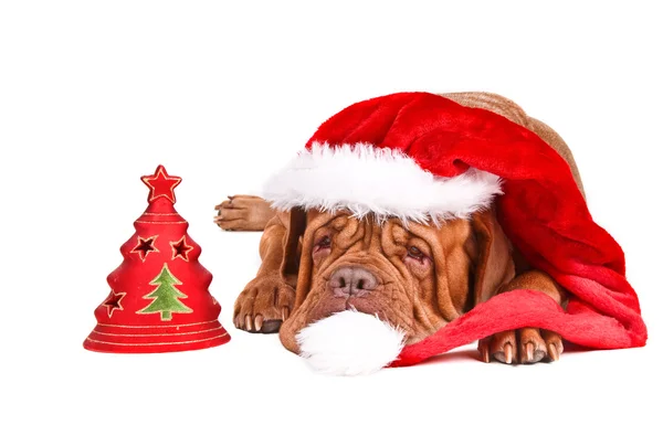 Perro de Santa con árbol de Navidad — Foto de Stock