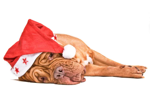 Santa perro cansado —  Fotos de Stock