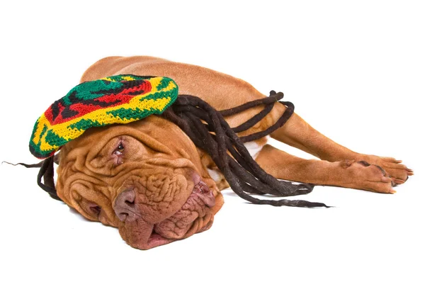 Hund liegt in rastafarischem Hut — Stockfoto