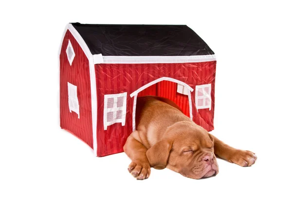 Собака спит в доме — стоковое фото