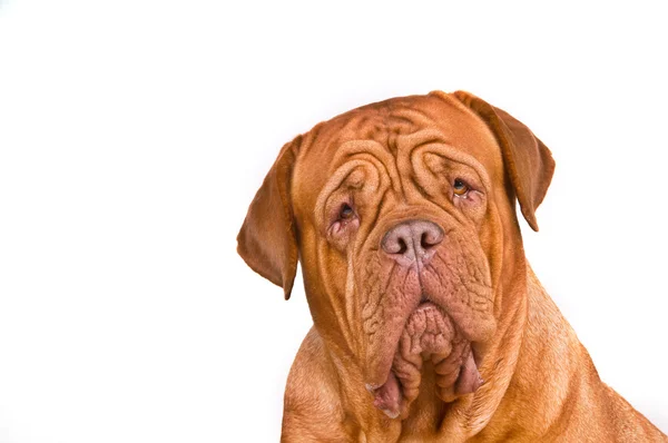 Retrato de Dogue de Bordeaux — Fotografia de Stock