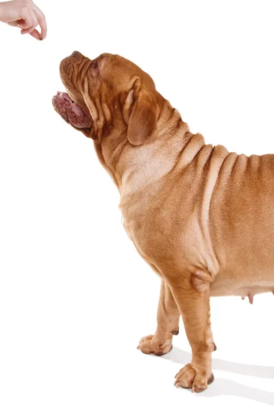 Francuski Mastif — Zdjęcie stockowe