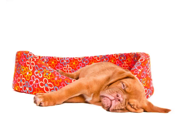 Puppy slapen in pup kinderbed — Stockfoto