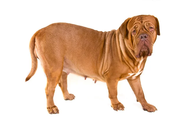 Büyük köpek ayakta — Stok fotoğraf