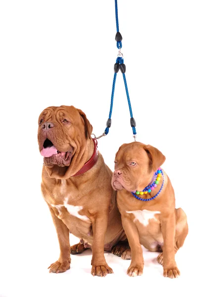 Dois cães sentados — Fotografia de Stock
