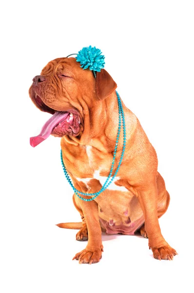 Dogue De Bordeaux Yawning out Loud —  Fotos de Stock