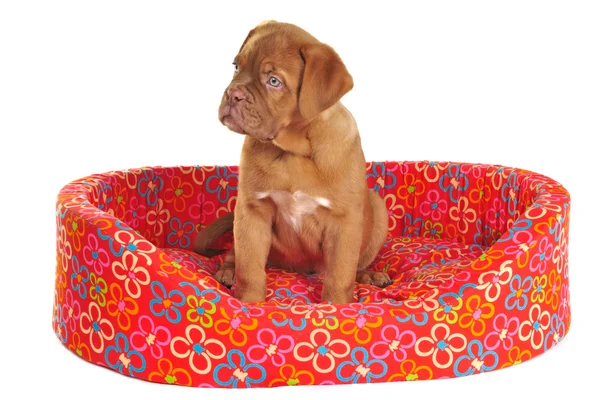 Puppy Sitting in its Cot — Stock Photo, Image