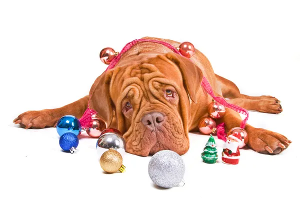 Vánoční pes při pohledu na fotoaparát — Stock fotografie