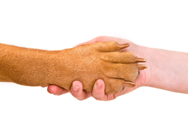 Poignée de main avec un chien — Photo